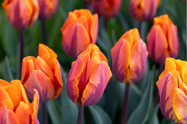 Tulpan 'Princess Irene'